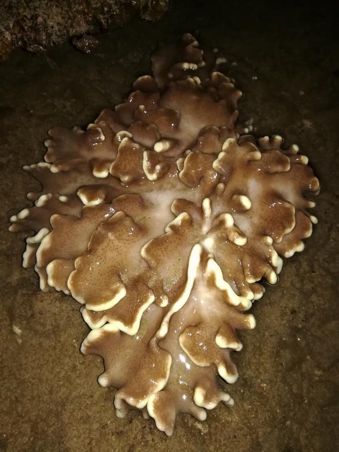 Simukut Place Kampong Pasir Sanang Burong Экстерьер фото